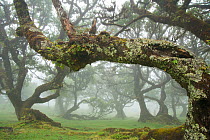 Ancient Laurel forest / Laurisilva UNESCO World Heritage Site, Maderia.