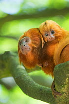 Golden lion tamarin (Leontopithecus rosalia) captive, endangered, from South America; mother with baby;