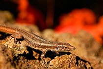 Madeiran wall lizard (Lacerta dugesii) Madeira. Endemic species.