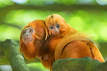 RF - Golden lion tamarin (Leontopithecus rosalia) ; mother with baby. Captive, Endangered, from South America (This image may be licensed either as rights managed or royalty free.)
