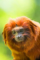 RF - Golden lion tamarin (Leontopithecus rosalia) captive, endangered, from South America. (This image may be licensed either as rights managed or royalty free.)