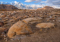 Deeply weathered granite boulders and the snow covered Sierra Nevada Mountains (Lone Pine Peak left of center, Mt Whitney spires in center) in the Alabama Hills, California, USA, November.