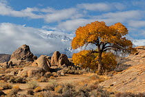 Cottonwood trees (Populus sp) in autumn color and weathered granite boulders, in the Alabama Hills, California, USA, November.