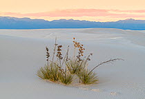 Soaptree yucca (Yucca elata) on gypsum dune at last light, with San Andreas Mountains in distance. White Sands National Monument, New Mexico, USA. December,