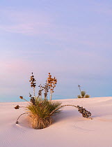 Soaptree yucca (Yucca elata) on gypsum dune at first light. White Sands National Monument, New Mexico, USA. December,