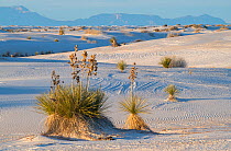 Soaptree yuccas (Yucca elata) and wind-patterned sand. White Sands National Monument, New Mexico, USA. December,