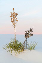 Soaptree yucca (Yucca elata) and gypsum dune lust before sunrise. White Sands National Monument, New Mexico, USA. December,