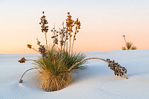 Soaptree yucca (Yucca elata) in pre-sunrise light. White Sands National Monument, New Mexico, USA. December,