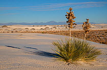 Soaptree yucca (Yucca elata) in early morning, with the San Andreas Mountains in the distance. White Sands National Monument, New Mexico, USA. December,