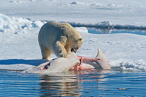 Polar bear (Ursus maritimus) feeding on dead beluga whale carcass, in the pack ice near Kong Karls Land, Spitsbergen, Svalbard, Norway.July.