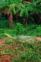 Red-tailed racer (Gonyosoma oxycephalum) Phuket Island, Thailand, Controlled conditions.