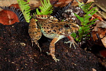 Rice frog (Fejervarya limnocharis) found in a roadside gutter at Patong Beach, Phuket Island Thailand.