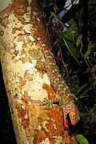 Tokay gecko (Gekko gecko) male from a rubber plantation near Krabi, Thailand, Controlled conditions.