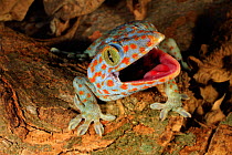 Tokay gecko (Gekko gecko) enacting a defensive display towards a perceived threat, Phuket Island, Thailand, March. Controlled conditions.