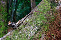 Emma gray&#39;s forest dragon (Calotes emma emma) Phuket Island, Thailand, Controlled conditions.