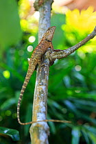 Garden lizard (Calotes versicolor) on branch in coastal resort on Phuket Island, Thailand. March, urban wildlife.