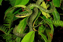Golden tree snake (Chrysopelea ornata) male, Patong Beach, Phuket Island, Thailand. Controlled conditions