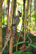 Great anglehead lizard (Gonocephalus grandis) male, Tioman Island, Malaysia.
