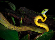 Green Cat Snake (Boiga cyanea) foraging nocturnally in the dry season in secondary rainforest on Phuket Island, Thailand.