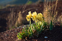 Iris chamaeiris flowers, Salagou, Languedoc, France. March 2019.