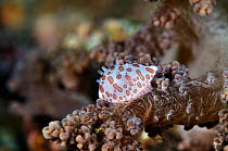 Allied cowrie, ovulid (Diminovula margarita) on soft coral host (Nephthea sp.)  Lembeh Strait, North Sulawesi, Indonesia.