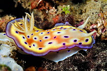 Nudibranch (Goniobranchus kuniei, formerly in Chromodoris)  Lembeh Strait, North Sulawesi, Indonesia.