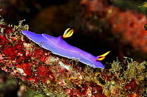 Nudibranch (Hypselodoris bullocki)  Lembeh Strait, North Sulawesi, Indonesia.