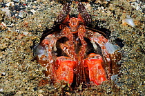 Spearing mantis shrimp (Lysiosquillina lisa)  Lembeh Strait, North Sulawesi, Indonesia.
