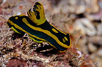 Nudibranch (Tambja gabriela)  Lembeh Strait, North Sulawesi, Indonesia.