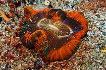 Open Brain Coral (Trachyphyllia geoffroyi) Lembeh Strait, North Sulawesi, Indonesia.
