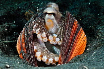 Veined Octopus, Coconut Octopus (Amphioctopus marginatus, formerly Octopus marginatus), inhabiting discarded bivalve mollusc shells, which it collects and pulls around itself - defense, shelter, intel...