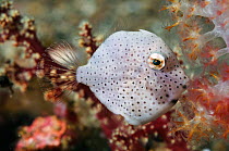 Taylor&#39;s inflator filefish (Brachaluteres taylori)  Lembeh Strait, North Sulawesi, Indonesia.
