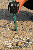 Conservationist placing fixed point camera on Oystercatcher nest at Little Tern protection scheme, County Wicklow, Republic of Ireland, June.
