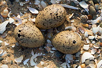 Oystercatcher (Haematopus ostralegus) eggs on the point of hatching with holes made by chicks, County Wicklow, Republic of Ireland, June.