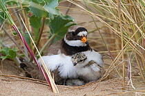 Ringed plover (Charidrius hiaticula) with newly hatched chick, County Wicklow, Republic of Ireland, June. Remote camera.