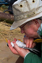 Researcher blowing on Little tern (Sterna albifrons) to move feathers to check gender. County Wicklow, Republic of Ireland, June.