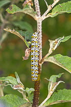 Mullein moth (Shargacucullia verbasci) caterpillar on Buddleja (Buddleja davidii) bush in garden. Cheshire, England, UK. June.