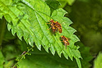Hoverfly (Parhelophilus frutetorum) pair mating alongside another, on leaf. Cheshire, England, UK. June.