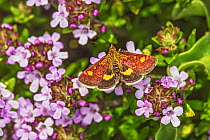 Mint moth (Pyrausta aurata) nectaring on Thyme (Thymus sp) in garden, Cheshire, England, UK. May.