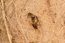 Long-lipped mining bee (Adrena barbilabris) at burrow entrance in sand dune, River Dee estuary, Hoylake, Wirral, Merseyside, England, UK. April.