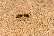Long-lipped mining bee (Adrena barbilabris) on sand dune, River Dee estuary, Hoylake, Wirral, Merseyside, England, UK. April.