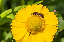Polymorphic sweat bee (Halictus rubicundus) on Helenium (Helenium sp) in garden, Cheshire, England, UK. August.