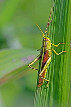 Obscure birdwing grasshopper (Schistocerca obscura) North Florida, USA, October.