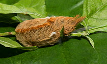 Puss moth caterpillar (Megalopyge opercularis) North Florida, USA, October.