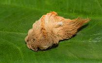 Southern flannel moth caterpillar (Megalopyge opercularis) North Florida, USA, October.