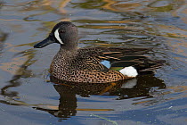 Blue -winged teal (Anas discors) male, Sweetwater Refuge, Bainesville, Florida, USA, December.