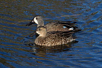 Blue-winged teal(Anas discors) male and female Sweetwatee Refuge, Bainesville, Florida, USA, December.