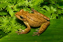 Cuban tree frog (Osteopilus septentrionalis) Jacksonville, Florida, USA, September. Introduced species.
