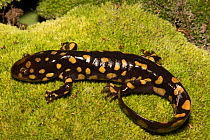 Eastern tiger salamander (Ambystoma tigrinum) North Florida , USA. December.