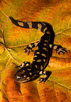 Eastern tiger salamander (Ambystoma tigrinum) North Florida , USA. December.
